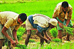 चाहिए अगर बेहतर पैदावार तो इस तरह रोपित करें बीज