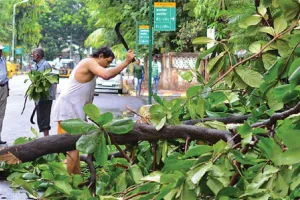 एनजीटी ने दक्षिण दिल्ली में पेड़ काटने पर 19 जुलाई तक रोक लगाई