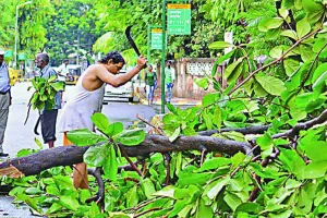 पेड़ों को बचाने में दिल्ली का उदाहरण
