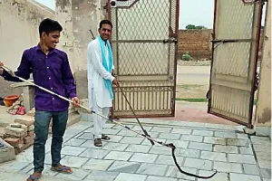 वर्षा में निकले सांपों को पकड़ कर सुनसान जगह पर छोड़ा