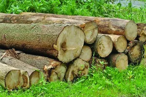 नजदीकी क्षेत्रों में बड़े स्तर पर हो रही वृक्षों की कटाई