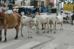 फतेहाबाद कोर्ट का ऐतिहासिक फैसला