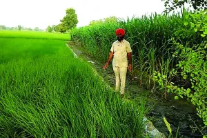 आर्गेनिक कृषि कर अच्छा लाभ कमा रहा किसान जसवंत सिंह थिंद