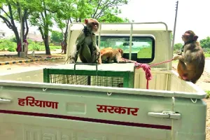 बंदरों को बोरियों में बंधक बना जुल्म ढहा रहे थे मदारी