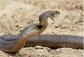 दर्दनाक हादसा: जौनपुर में सांप ने बेटे को काटा