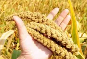 हरियाणा में बाजरे की खरीद 1 अक्तूबर से