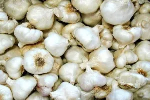 किसानों के नाम से व्यापारियों ने करोड़ों की लहसुन किसान केन्द्रों पर बेचा