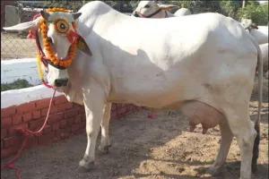 हरियाणा की देसी नस्ल की गाय ने 20.6 लीटर दूध देकर बनाया राष्ट्रीय रिकॉर्ड