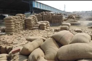 पंजाब में 58 लाख टन से अधिक धान की खरीद