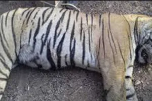 सरिस्का अभयारण्य में बाघ की मौत