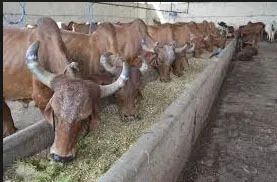 शहरवासियों को जल्द मिलेगी पशु डेयरियों से निजात