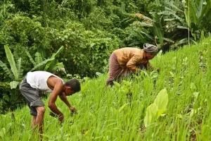 किसानों की आय का हो स्थायी हल