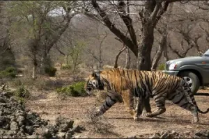 मुकंदरा हिल्स अभयारण्य में लाए जा सकेंगे बाघ