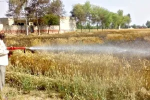 ओढां: आग से 3 एकड़ फसल स्वाह