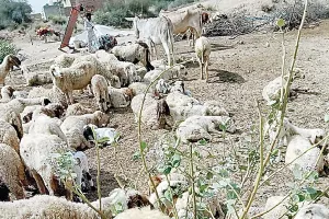 फूड पॉयजनिंग से 25 भेड़ों की हुई मौत