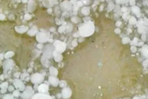 इलाके में अनेक स्थानों पर बरसात के साथ बरसे ओले