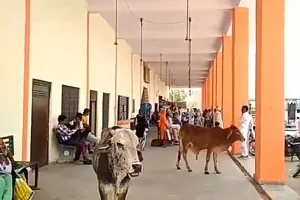 बस स्टैंड में निराश्रित गौवंश का जमावड़ा