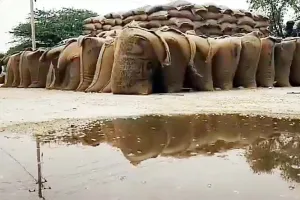 अल सुबह मूसलाधार बारिश में भीगी किसानों की गेहूं