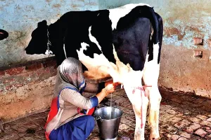 गजब:16 माह की बछिया तीन महीने से दे रही 10 किलो दूध