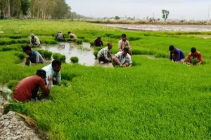 धान की रोपाई में जुटे किसानों को बारिस का इंतजार