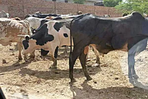 छाया की तलाश में भटकता बेसहारा पशुधन