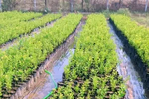 1100 पौधे लगाकर दिया पर्यावरण संरक्षण का संदेश