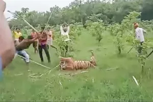 बाघ की माबलिंचिंग और वन्यजीव कानून