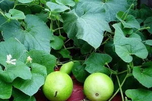 कद्दू वर्गीय सब्जियों से कमाएं भारी मुनाफा