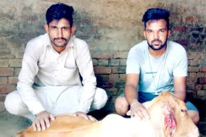 बेजुबानों का सहारा बना विरेंद्र सिंह इन्सां, बांट रहा दर्द