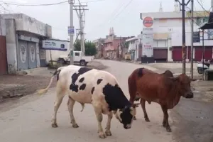 सड़क हादसों का कारण बन रहे बेसहारा पशु