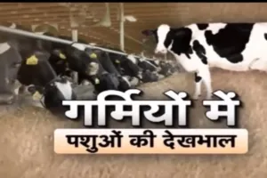 गर्मियों में पशुओं की देखभाल