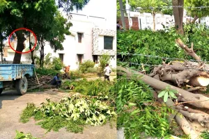 पार्किंग सुविधा देने की खातिर दी हरियाली की बलि