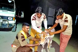 बेसहारा पशुओं से होने वाले हादसों पर अब लगेगी ब्रेक
