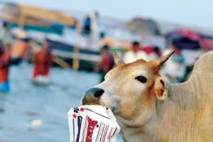 बेजुबानों के लिये काल बनता प्लास्टिक