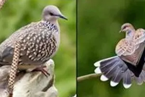 भारत बर्ड फ्लू मुक्त घोषित ,अब तक मारे गये 83 लाख पक्षी