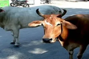 पशु बलि देने वालों के खिलाफ कार्यवाही करने की मांग