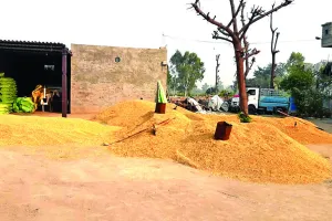 फिरोजपुर : बासमती के कम उत्पादन व कम रेट ने किसानों की करवाई तौबा