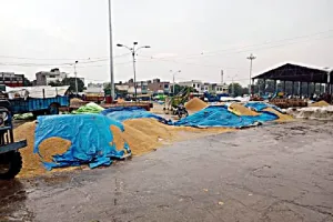 तेज बारिश से खुले आसमान के नीचे पड़ा धान भीगा