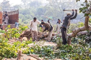 वृक्षों को बचाने की सैद्धांतिक जीत, व्यवहारिक हार