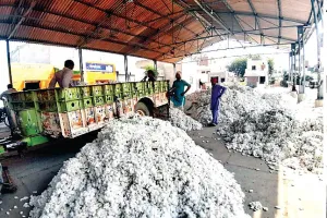 ‘सफेद सोना’ भी नहीं ला सका किसानों के चेहरों पर रौनक