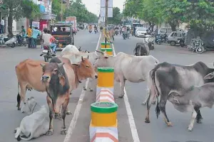 कोटकपूरा : डंपों के आसपास लावारिस पशुओं का बसेरा