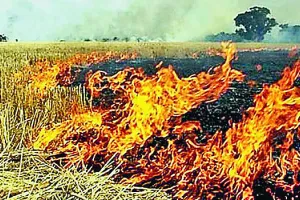 संगरूर : पराली जलाना पड़ा भारी, 142 किसान पहुंचे जेल