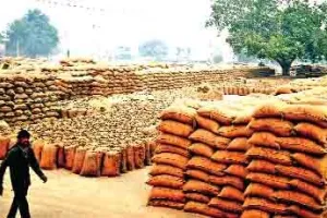 लुधियाना : नहीं हो रही लिफ्टिंग, खुले आसमान के नीचे पड़ी धान की लाखों बोरियां