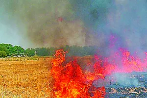 सरेआम पराली जला रहे किसान, क्वालिटी इंडेक्स 350 पहुंचा
