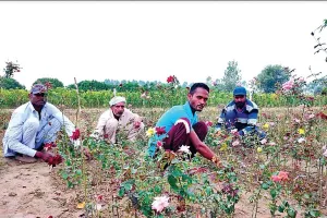 अबोहर: गुलाबों के कश्मीर से जाना जाता है गांव ‘सप्पांवाली’