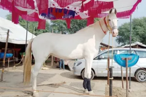 डेरा सच्चा सौदा की ‘रूही’ की खूबसूरती के हैं लाखों कदरदान