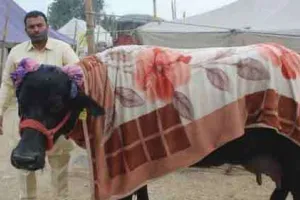 महंगी गाड़ियों से भी आगे निकल गई हिसार की ये भैंस buffalo of Hisar