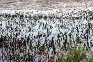 बारिश,ओलावृष्टि से प्रभावित किसानों को मुआवजा दे सरकार: कांग्रेस 