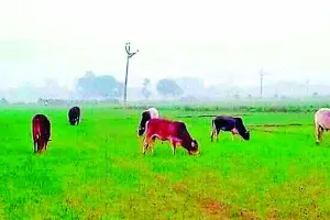 बरनाला : बेसहारा पशुओं ने किसानों की रातों की उड़ाई नींद