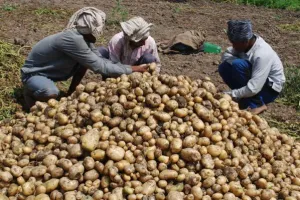 अब ‘आलू’ तेवर दिखाने की तैयारी में